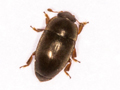 Meligethes matronalis